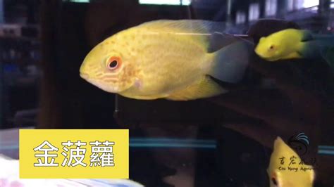 金菠蘿魚混養